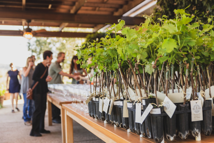 Tablas Creek 30th Anniversary Party - Vines