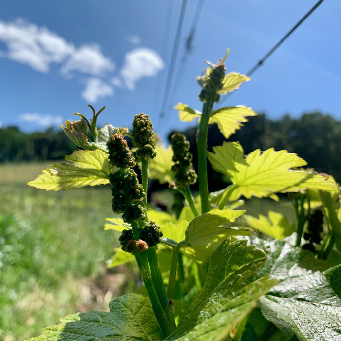 Spring 2019 Flower Clusters 2