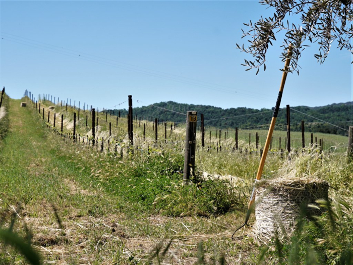 Spring 2019 Bales of Cover Crop
