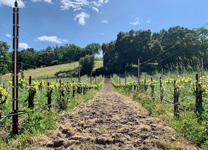 Spring 2019 Spaded Vineyard