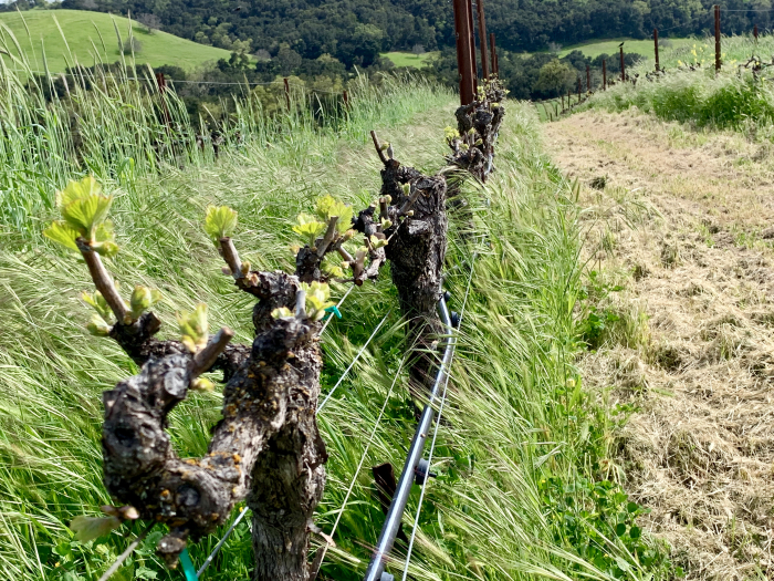 New Growth April 2019