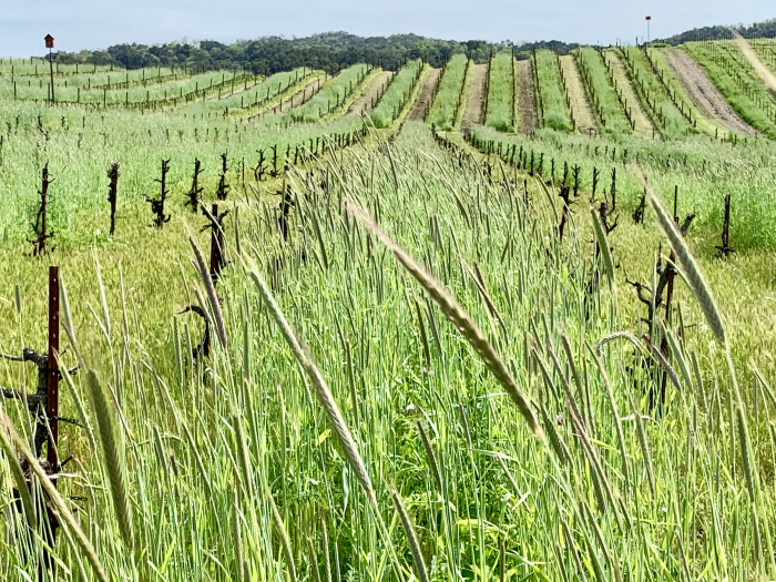 Striated Vineyard April 2019