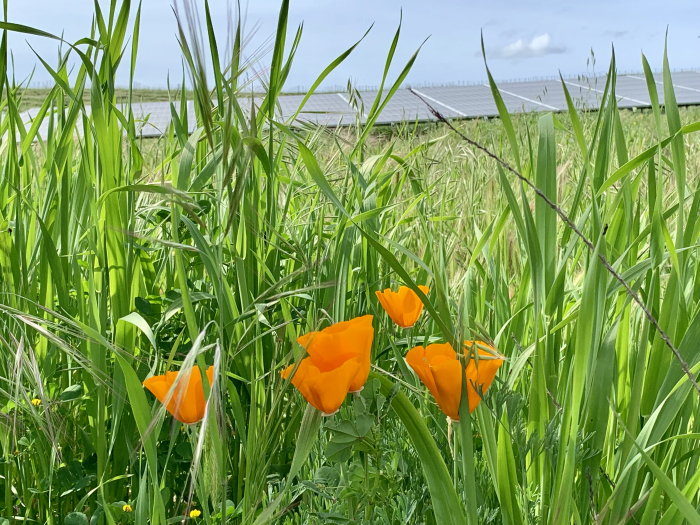 CA Poppies April 2019