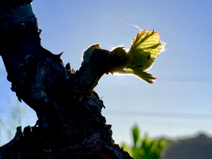 Grenache Budbreak Silhouette