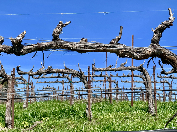 No budbreak in Mourvedre