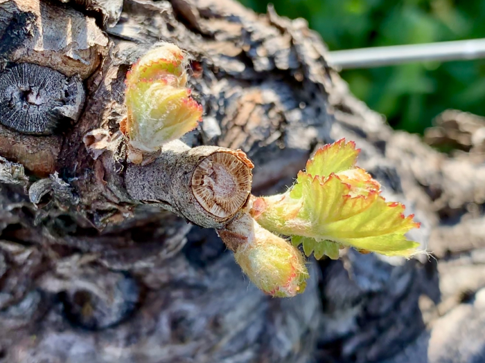 Budbreak Closeup in Grenache