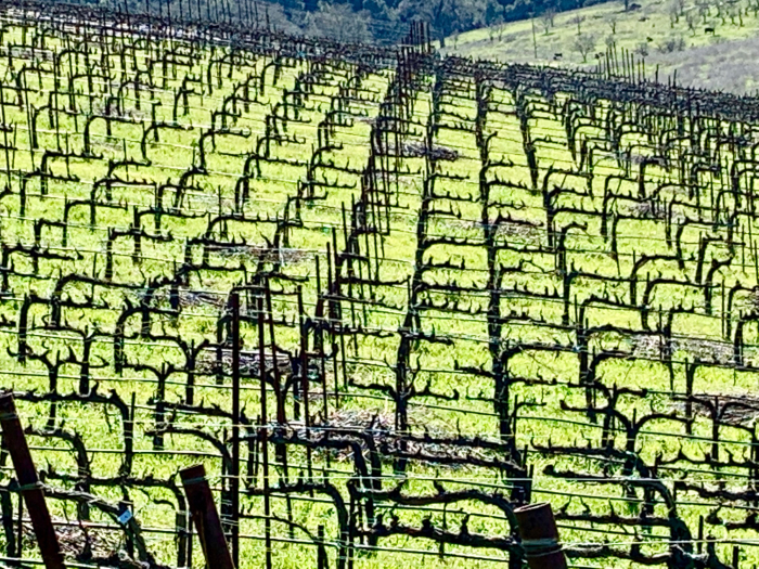 Tablas Creek Mourvedre Cordons