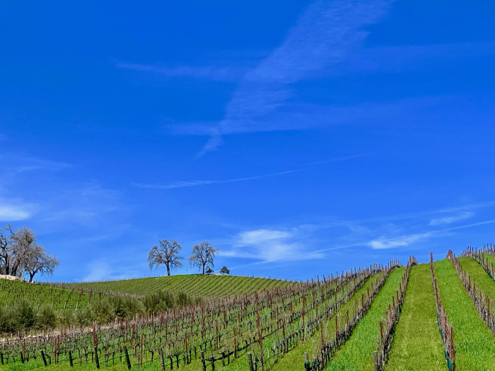 Tablas Creek looking up toward highest hill