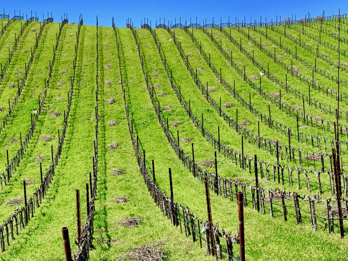Tablas Creek Newly Pruned Vineyard Horizontal