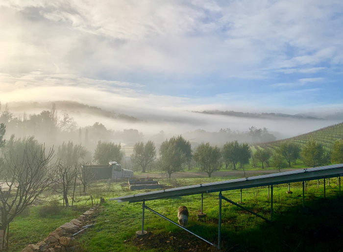 Looking down past solar panels to nursery area