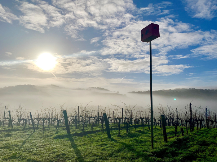 Owl box and rising sun