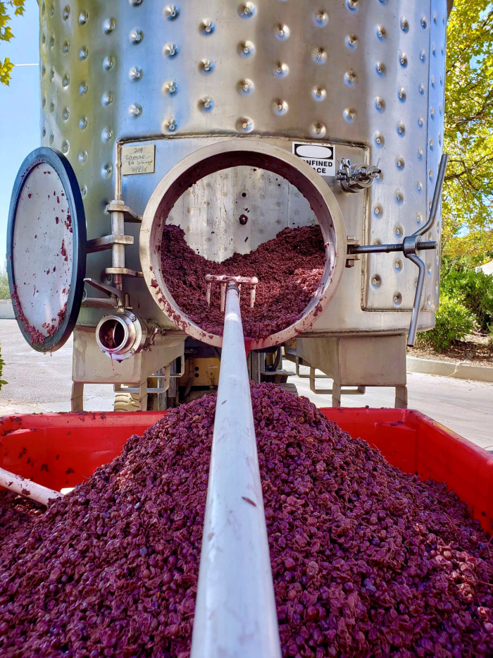 Amanda digging out Grenache