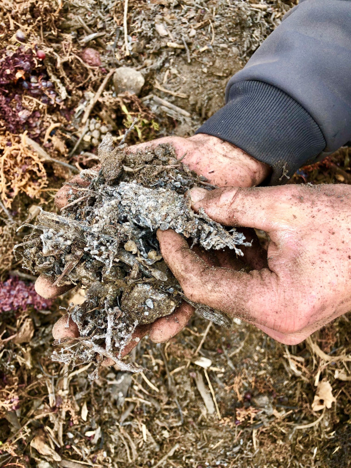 Jordy compost closeup