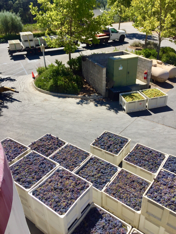 Grapes Everywhere Sept 13th