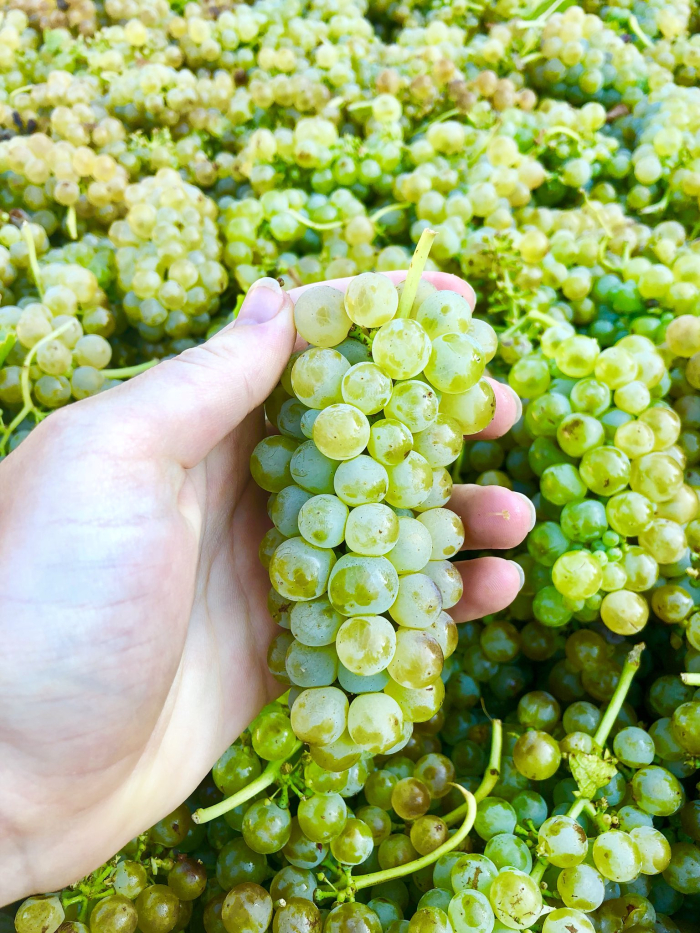 Viognier cluster with Linneas hand