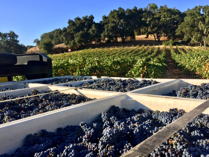 Full Circle Pinot harvest - bins and vines