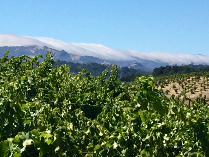 Fog bank August 2018