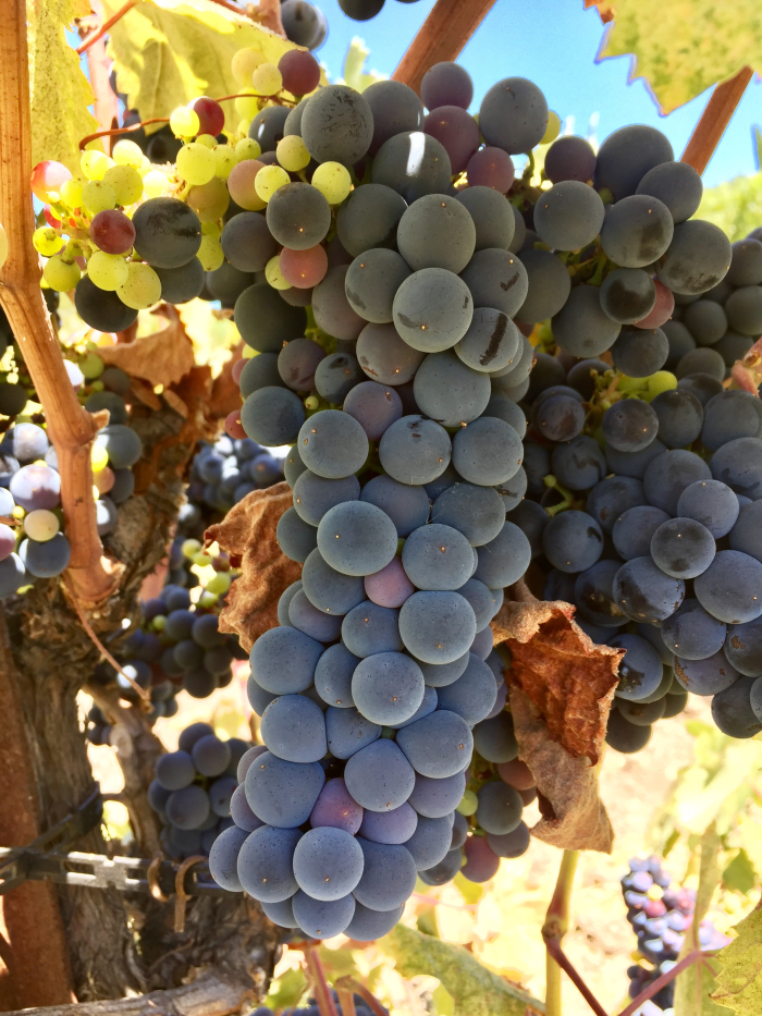 Tannat cluster August 2018