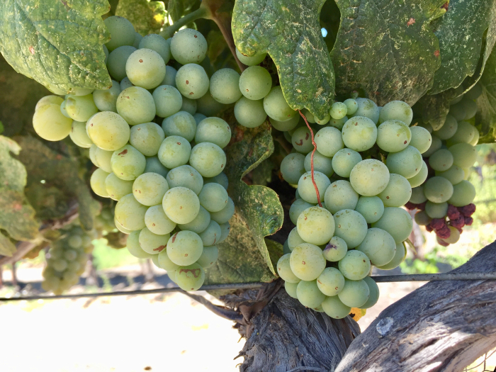Roussanne cluster August 2018
