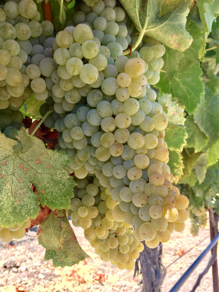 Grenache Blanc cluster August 2018