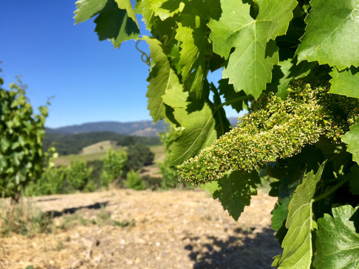 Flowering grenache on Scruffy Hill May 2018