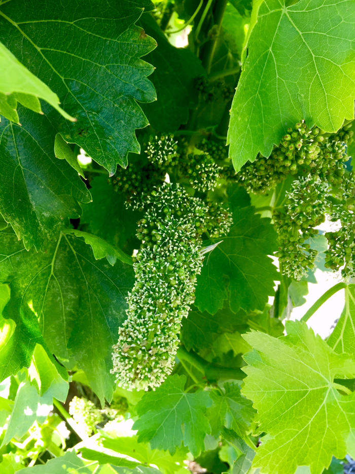 Flowering grenache on Scruffy Hill May 2018 2