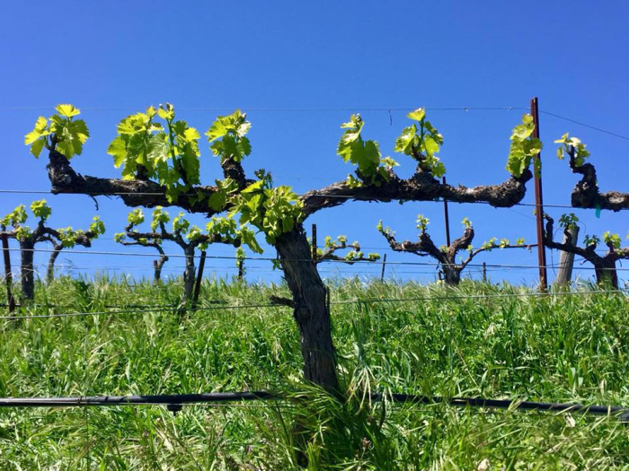 New Growth in Grenache