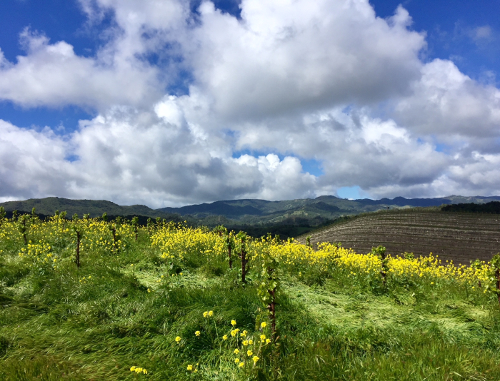 Mustard and Head trained Grenache