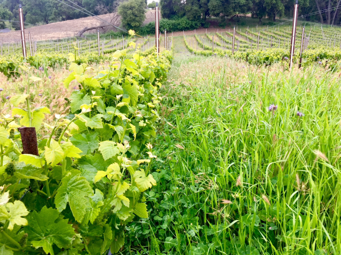 Haas Vineyard Cover Crop