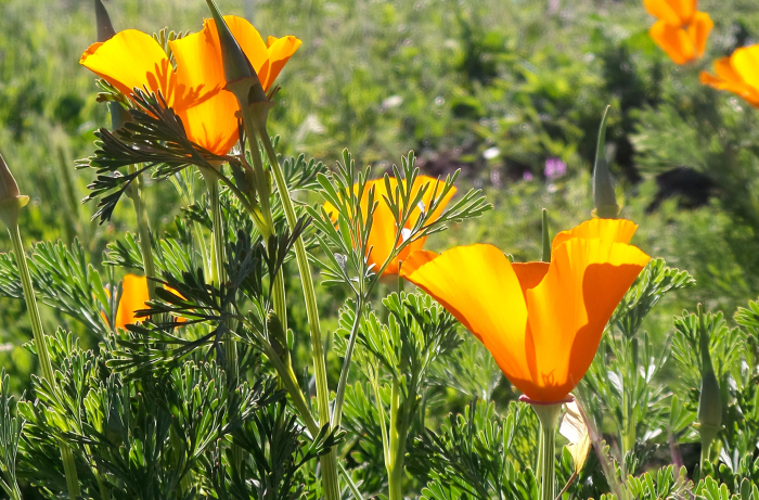 California Poppies
