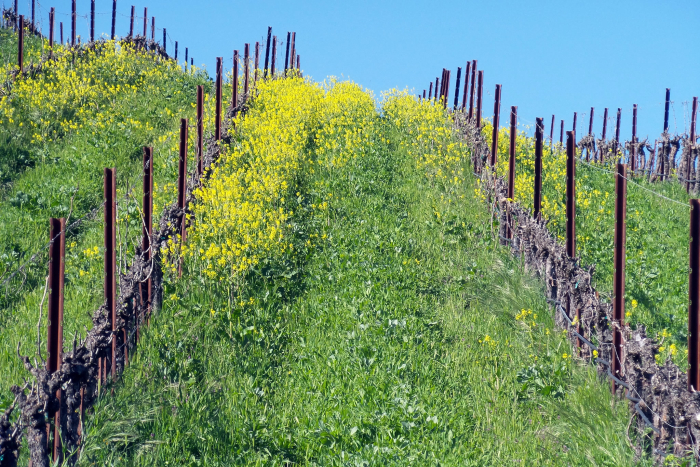 Mustard in the vine rows