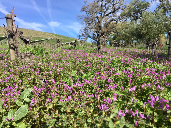 Purple wildflowers