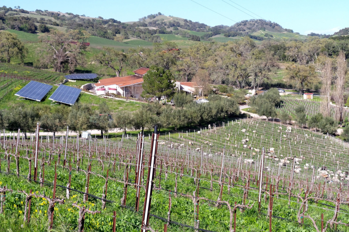 Winery  animals and solar panels