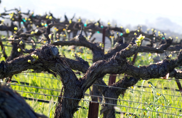 New growth - Grenache Blanc