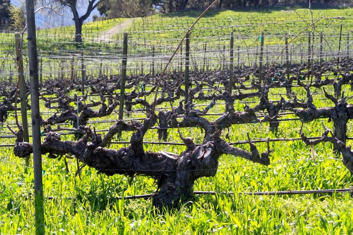 Grenache still dormant late March 2018