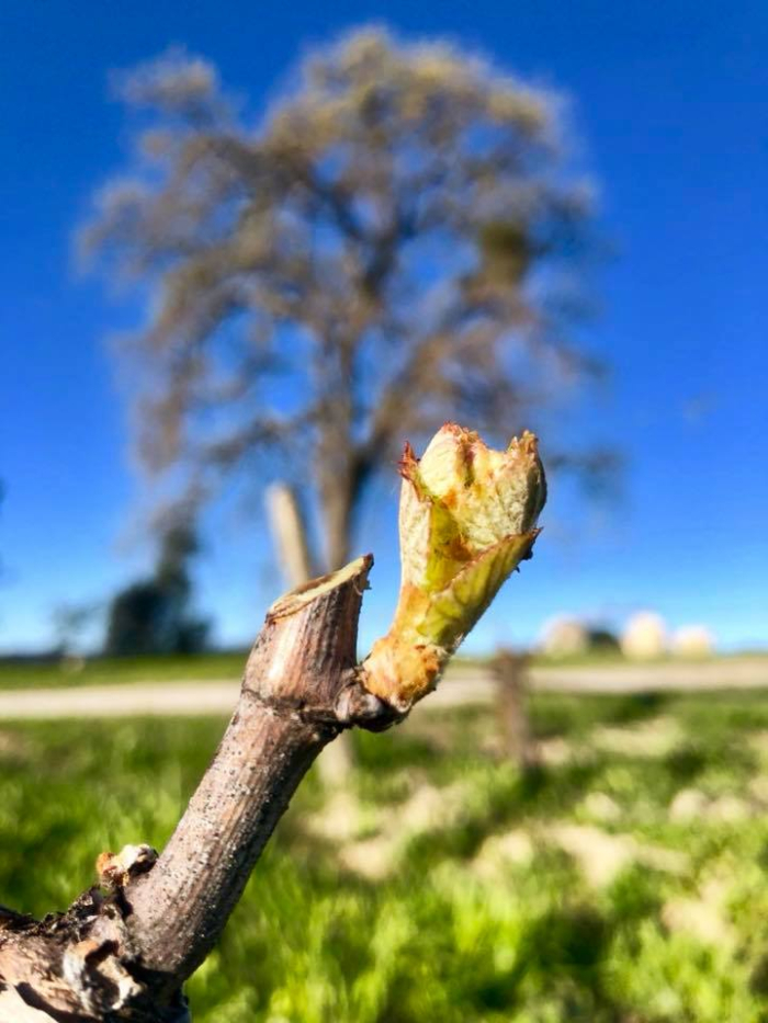 Budbreak 2018 Viognier