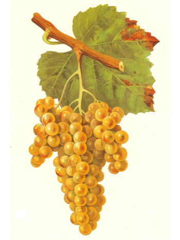 Petit Manseng Lithograph
