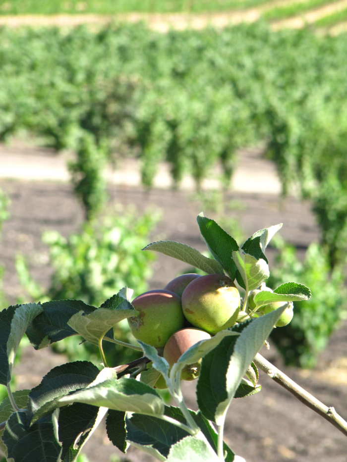 Orchard at Tablas Creek 2