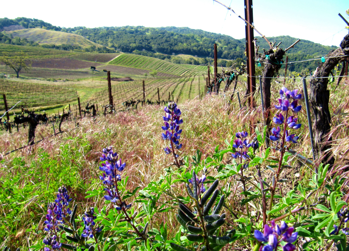 Budbreak and Wildflowers 2