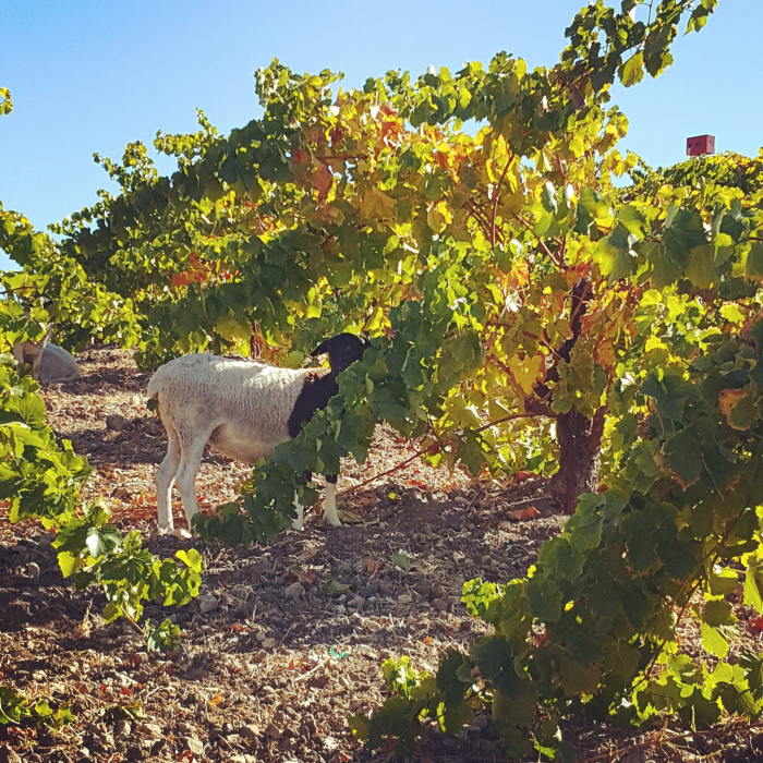 Animals back on Scruffy