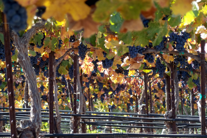 Counoise on the vine early October