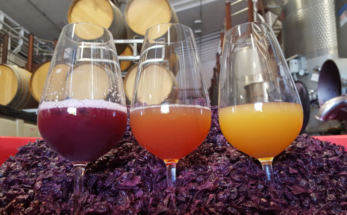 Three colors of grenache Three colors of grenache