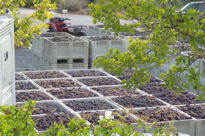 Harvest 2017 Bins of Grenache Harvest 2017 Bins of Grenache