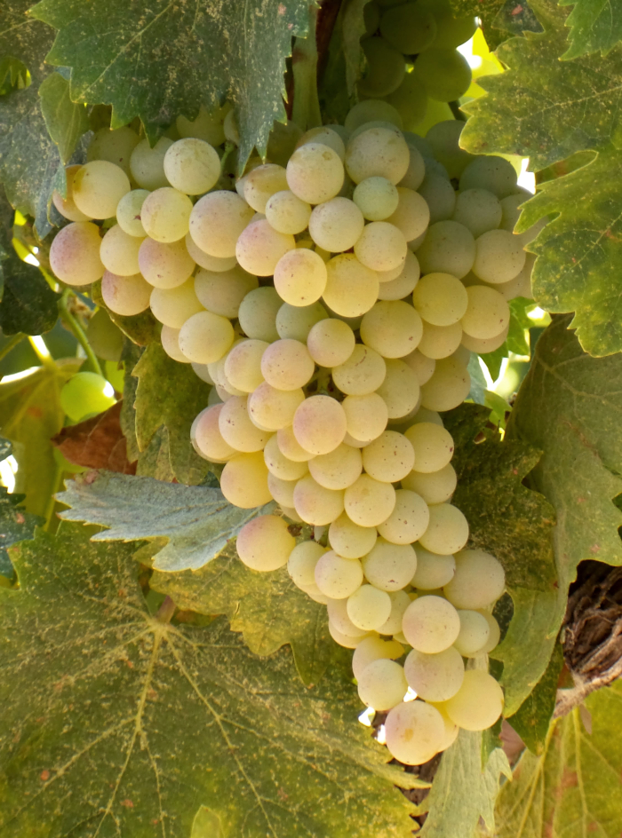 Vermentino