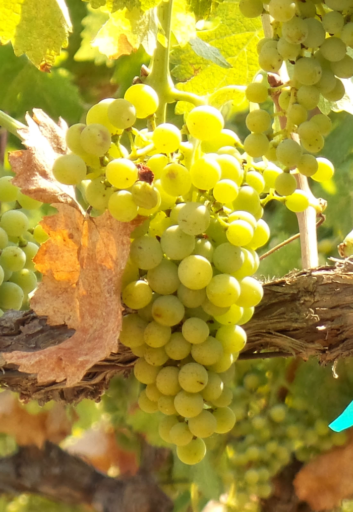Viognier
