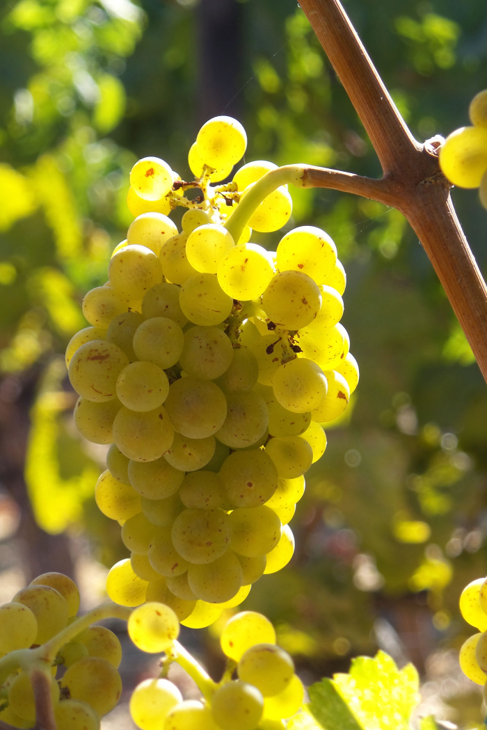 Marsanne