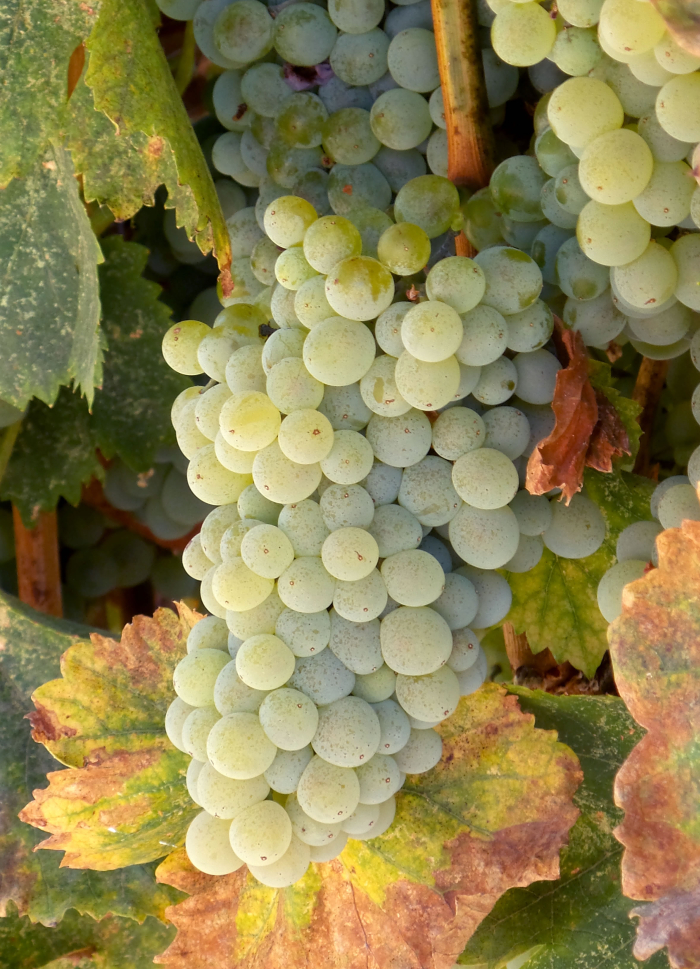 Grenache Blanc