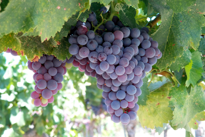 Grenache
