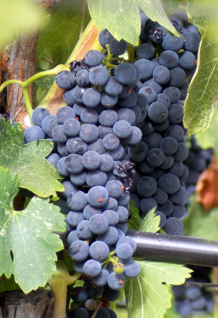Tannat