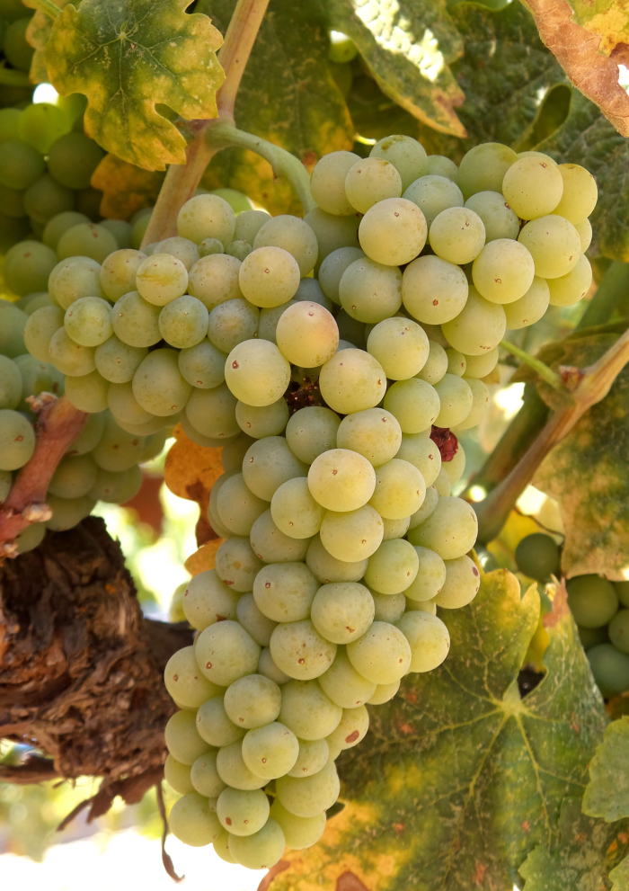 Roussanne